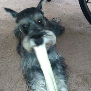 Meet your Posher, Wendy